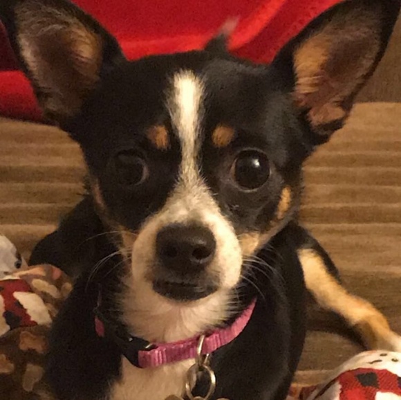 Meet your Posher, Elva (Poshmark Ambassador) - Picture 2 of 2